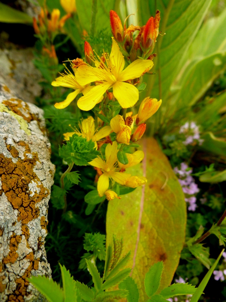 Image of Hypericum linarioides specimen.