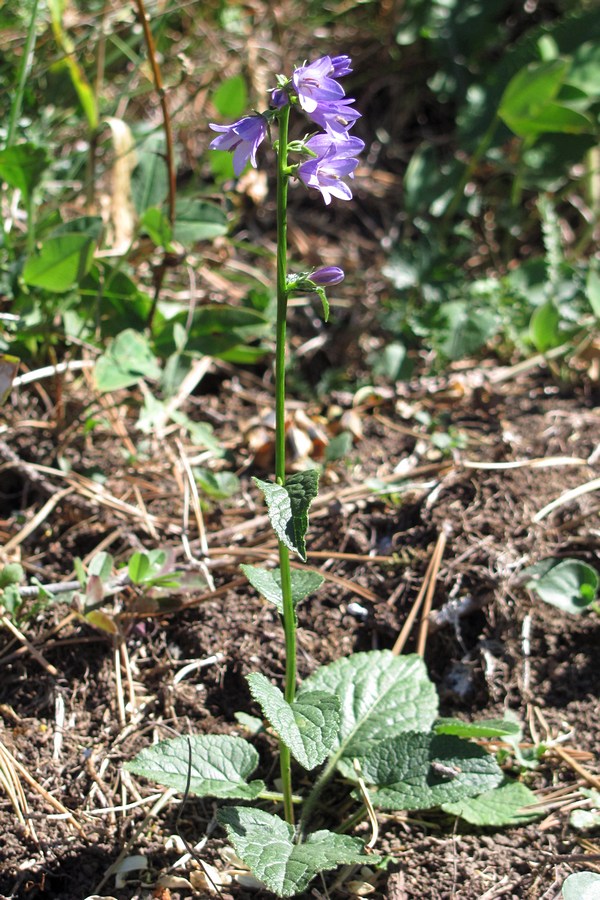 Изображение особи Campanula bononiensis.