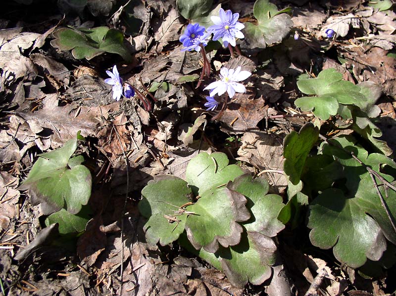 Изображение особи Hepatica transsilvanica.