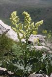 Rheum cordatum. Цветущее растение. Южный Казахстан, хр. Боролдайтау, гора Нурбай; 1100 м н.у.м. 23.04.2012.