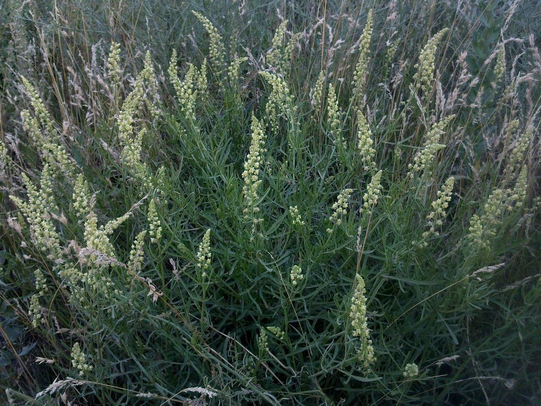 Image of Reseda lutea specimen.