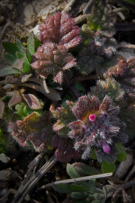 Изображение особи Lamium amplexicaule.