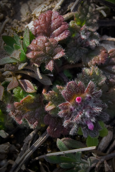 Image of Lamium amplexicaule specimen.