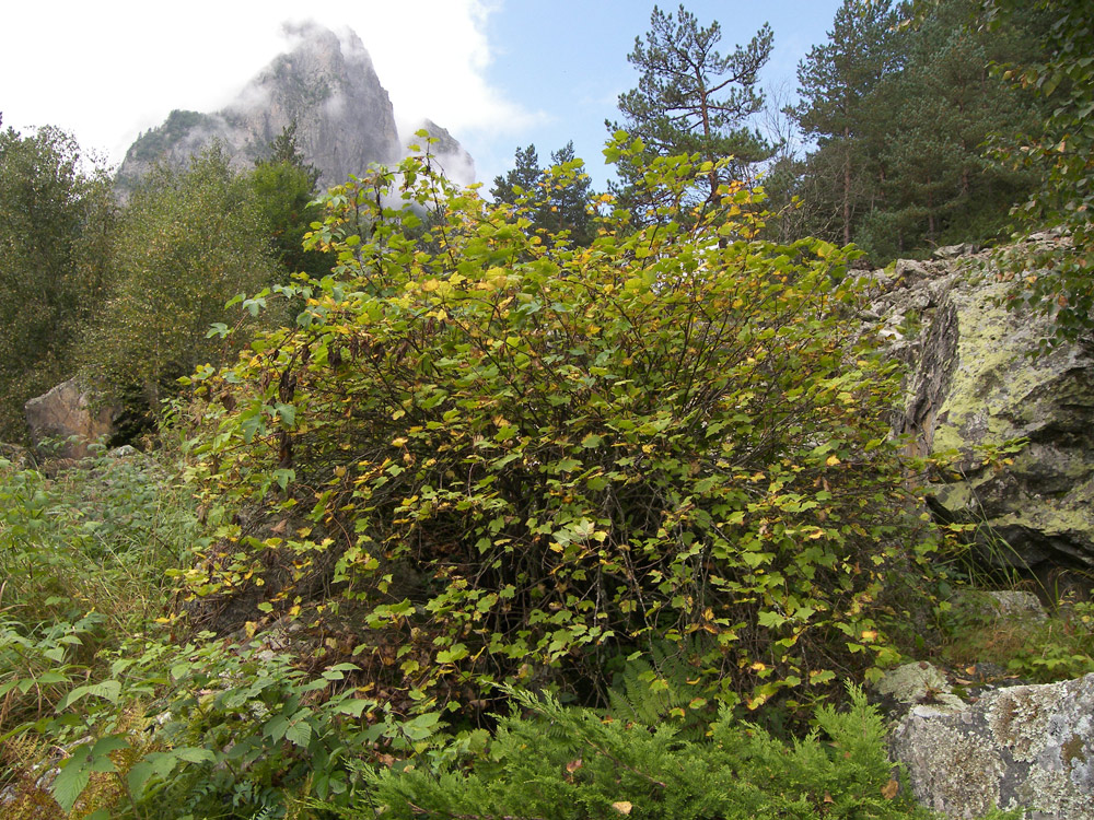 Image of Ribes biebersteinii specimen.