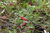 Crataegus pseudoazarolus