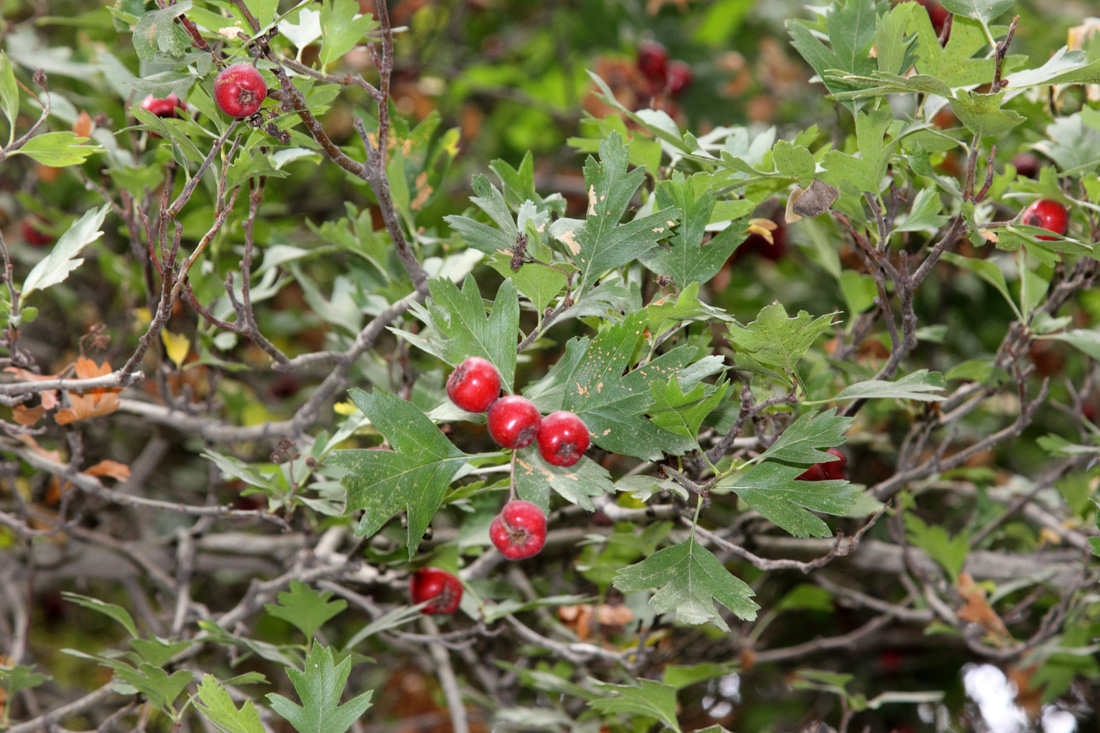 Изображение особи Crataegus pseudoazarolus.