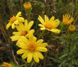 Senecio argunensis