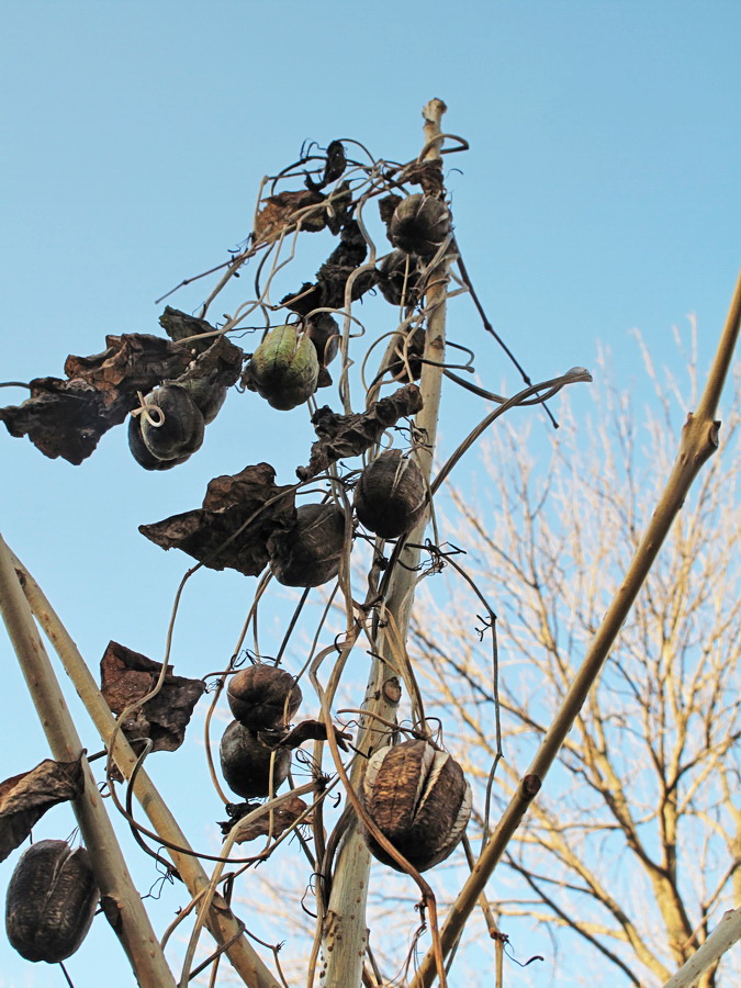 Image of Aristolochia contorta specimen.