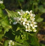 Alliaria petiolata