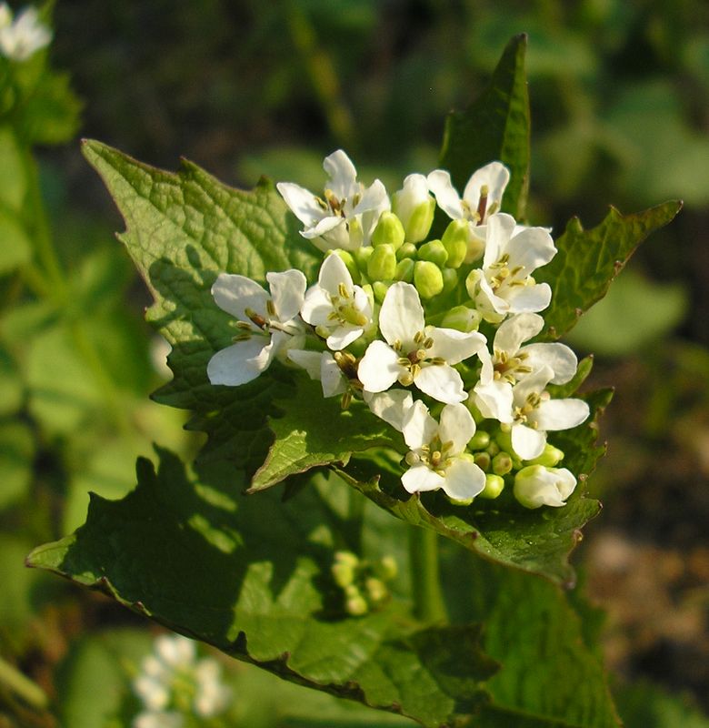 Image of Alliaria petiolata specimen.