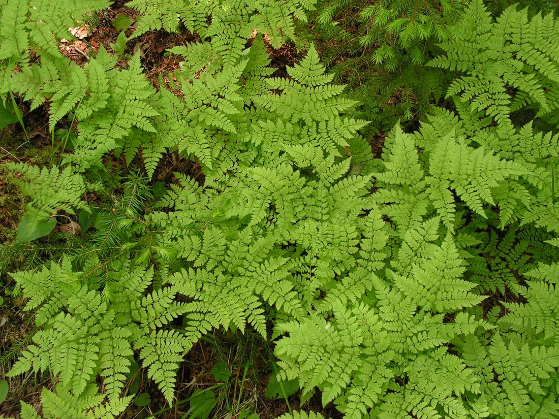 Изображение особи Dryopteris amurensis.