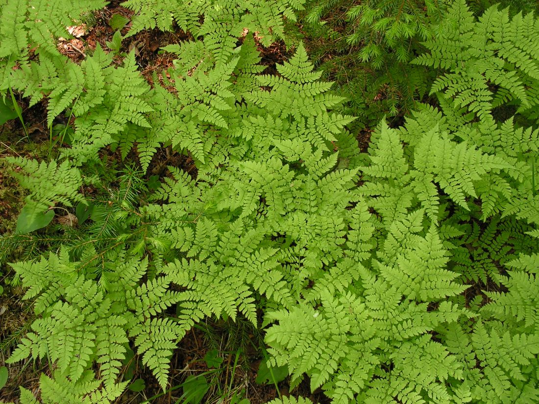 Image of Dryopteris amurensis specimen.