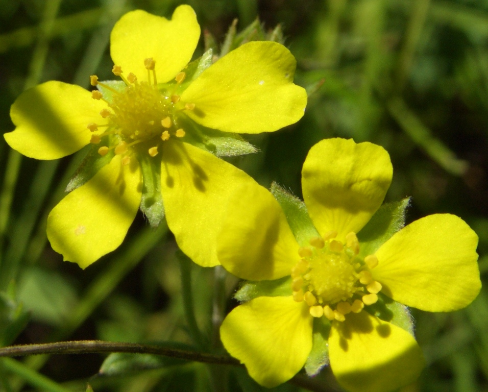 Изображение особи Potentilla impolita.