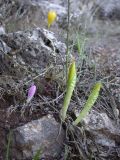 Sternbergia clusiana