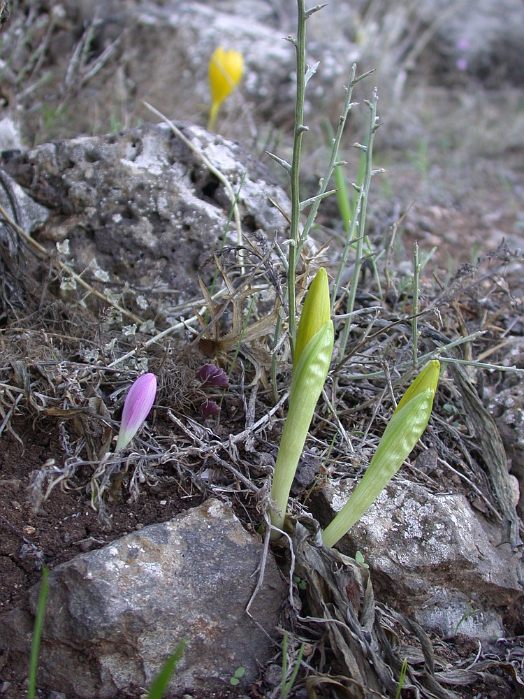 Изображение особи Sternbergia clusiana.