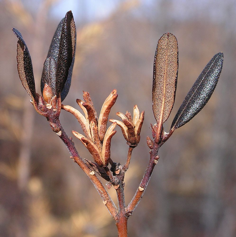 Изображение особи Rhododendron dauricum.