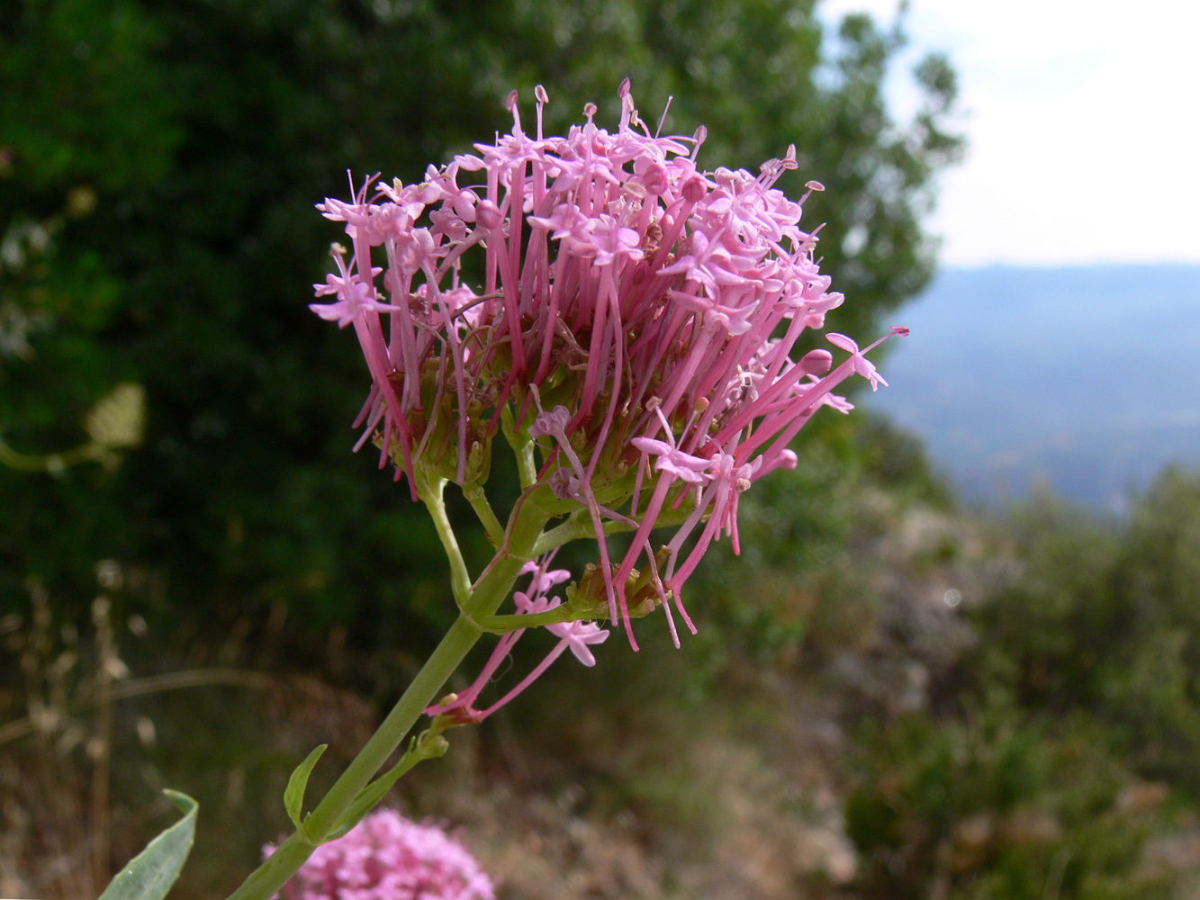 Image of Centranthus ruber specimen.