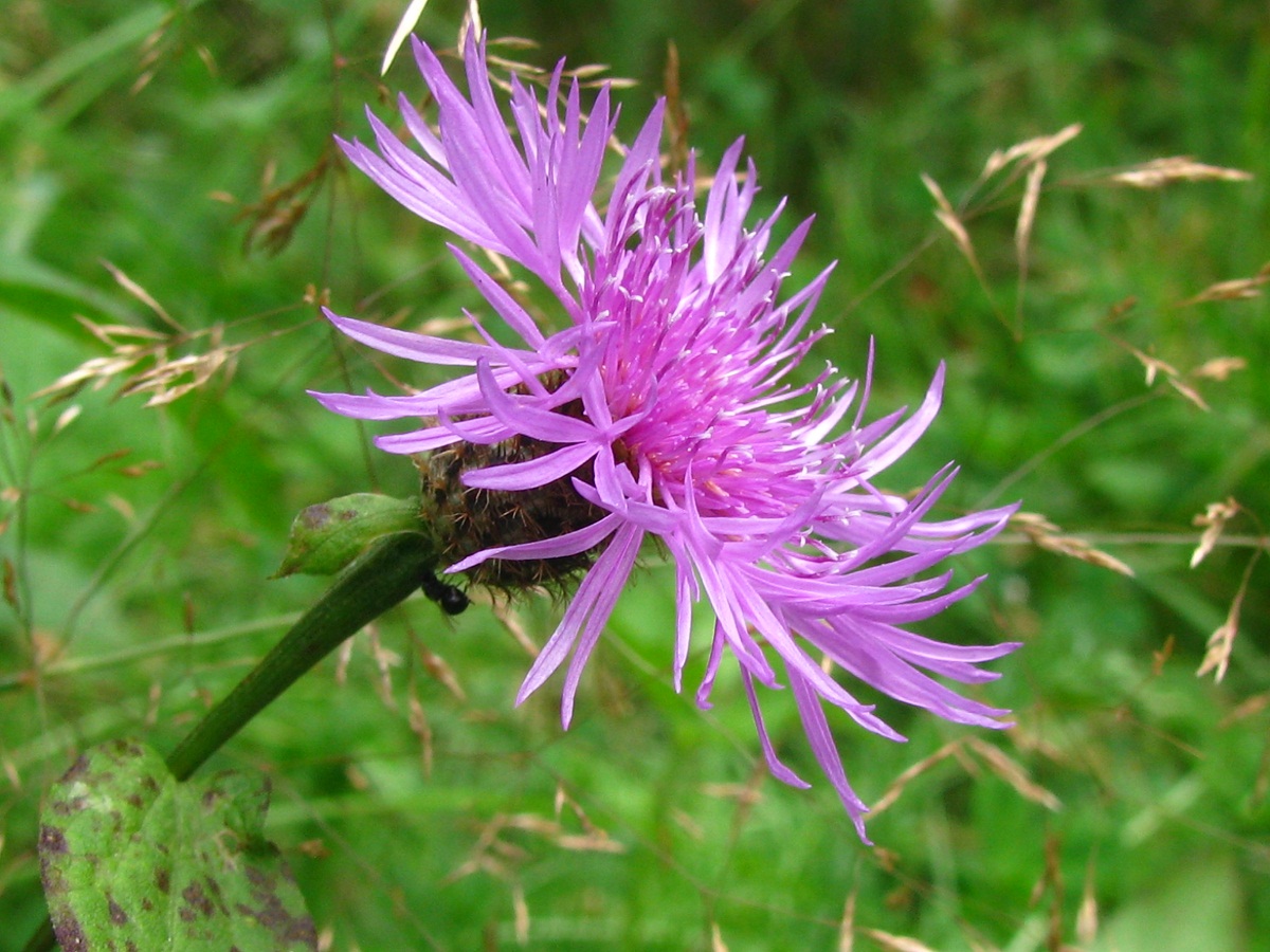 Изображение особи Centaurea carpatica.