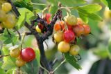 Ribes aureum