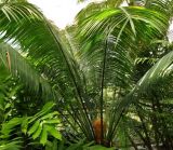 Cycas circinalis