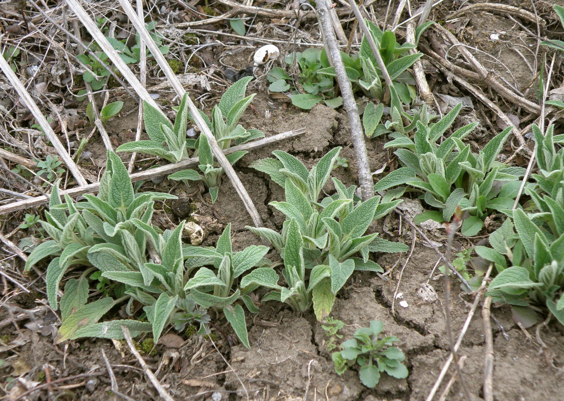 Image of Phlomis pungens specimen.