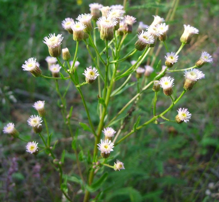 Image of Erigeron manshuricus specimen.