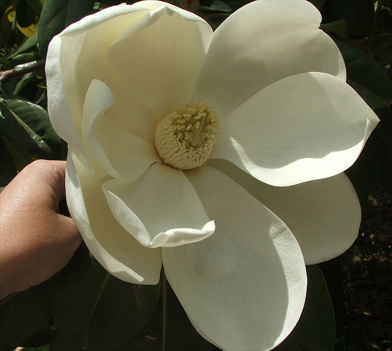 Image of Magnolia grandiflora specimen.