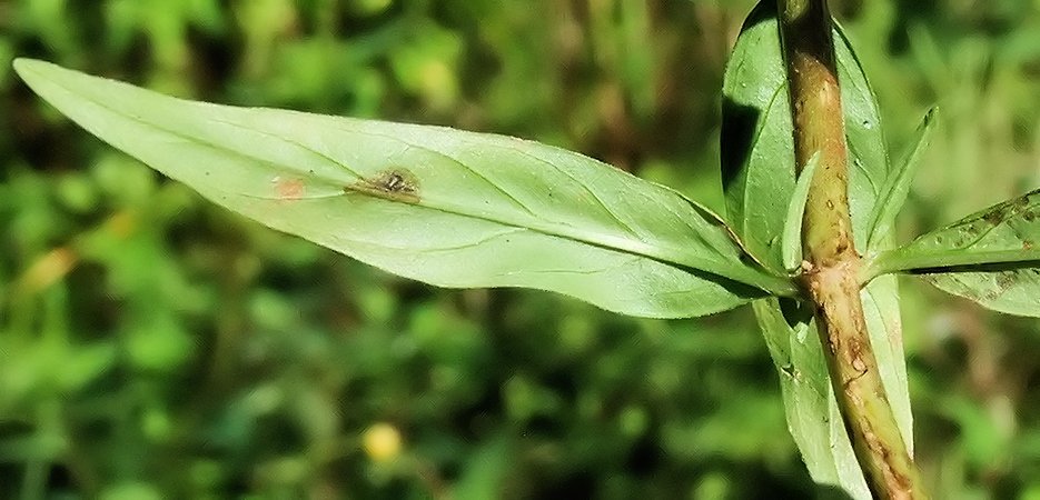 Image of Epilobium fastigiato-ramosum specimen.