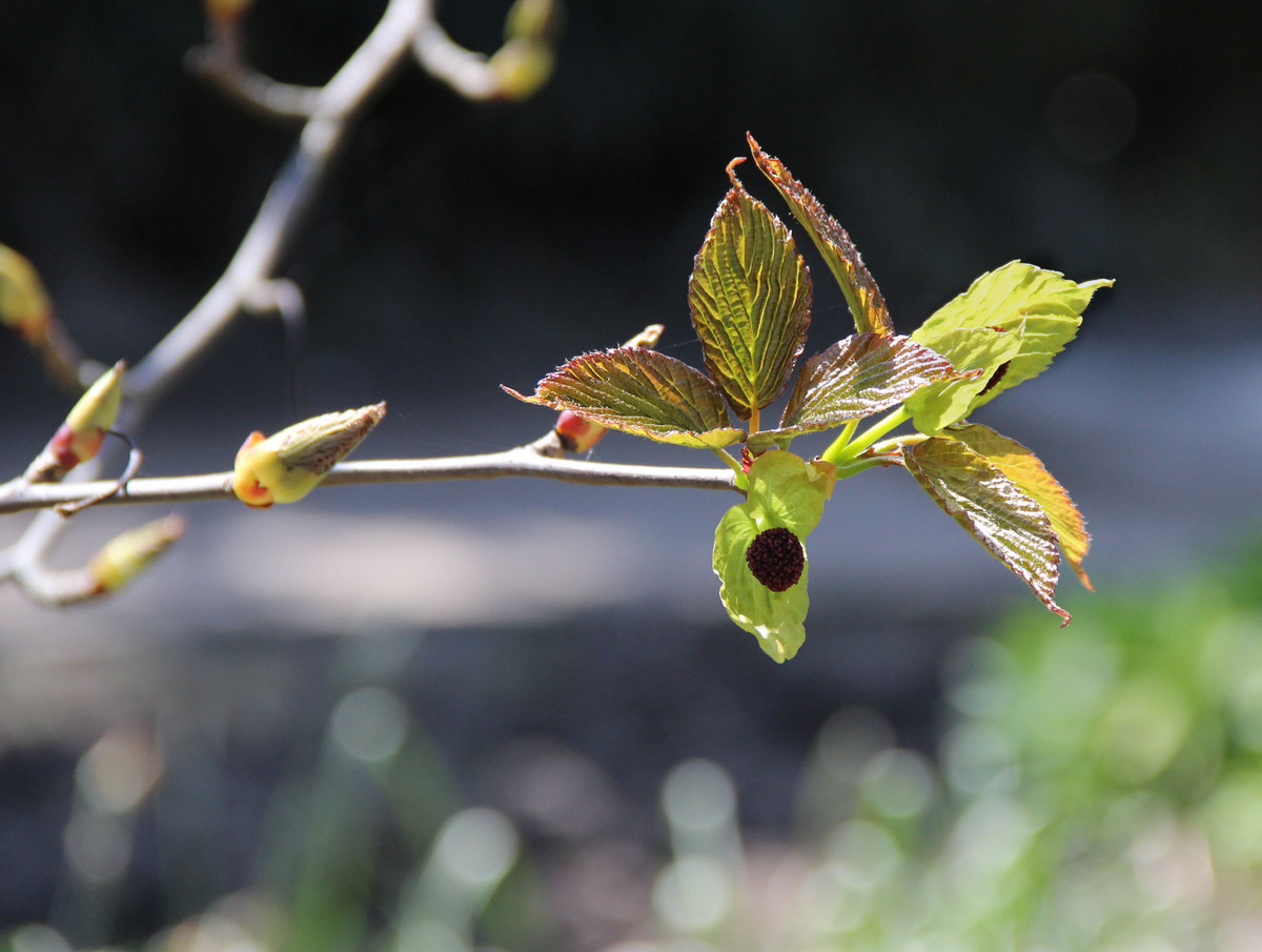 Изображение особи Davidia involucrata.