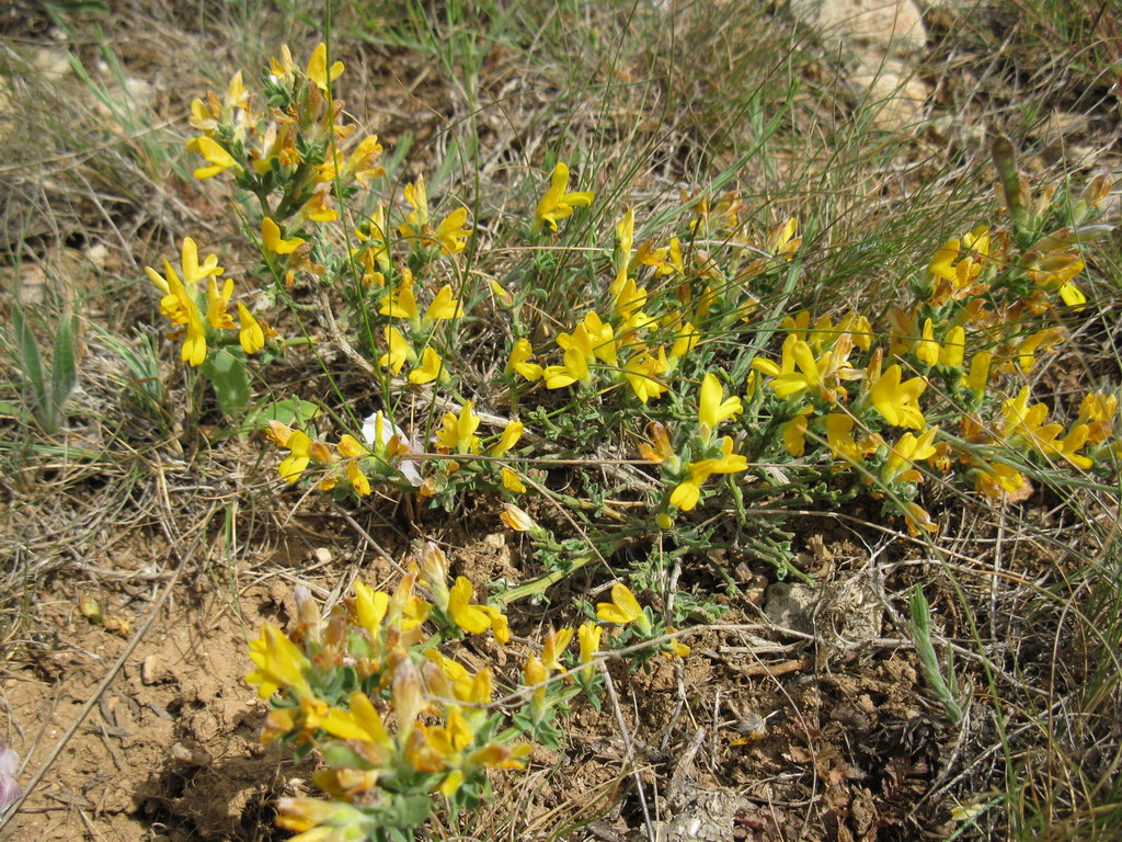 Image of genus Genista specimen.
