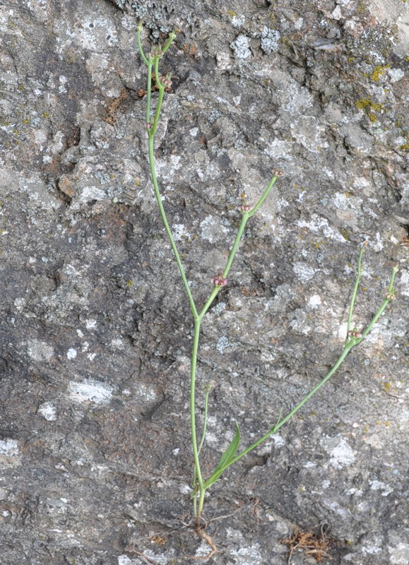 Image of Zacintha verrucosa specimen.