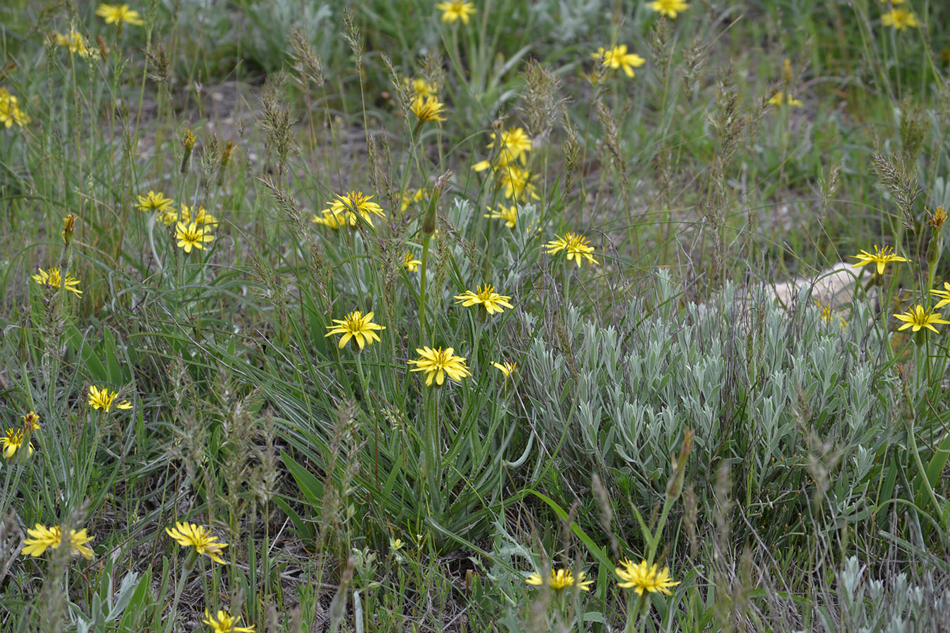 Image of Scorzonera mollis specimen.