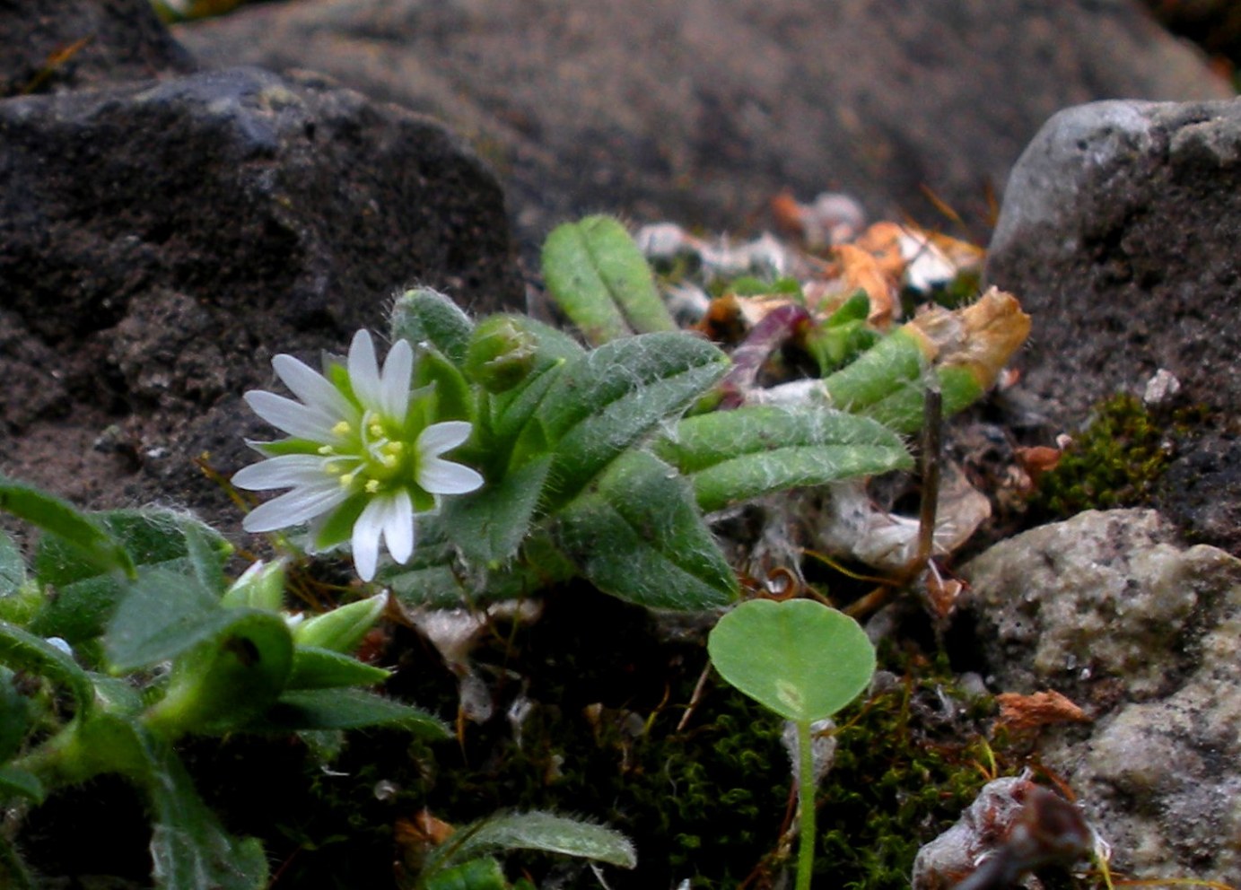 Image of Cerastium holosteoides specimen.