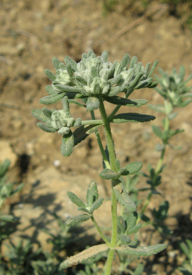 Изображение особи Teucrium capitatum.