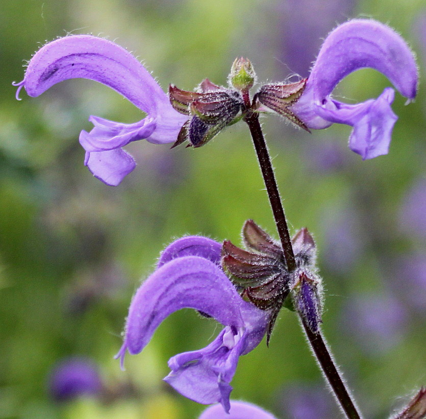 Изображение особи Salvia stepposa.