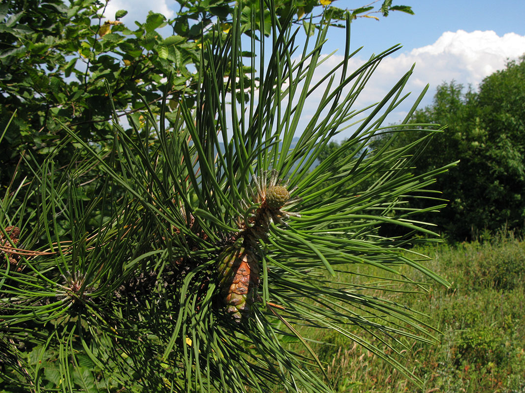 Image of Pinus pallasiana specimen.