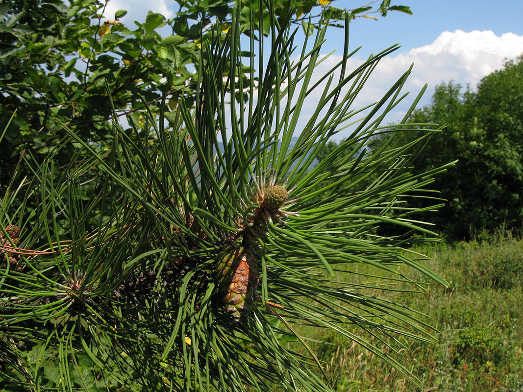 Изображение особи Pinus pallasiana.