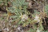 Astragalus leiosemius