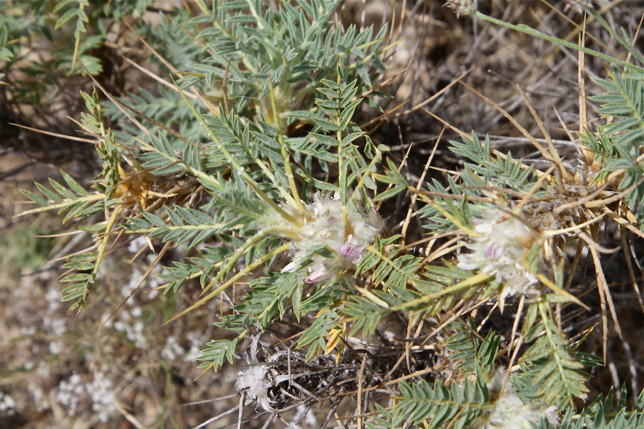 Изображение особи Astragalus leiosemius.