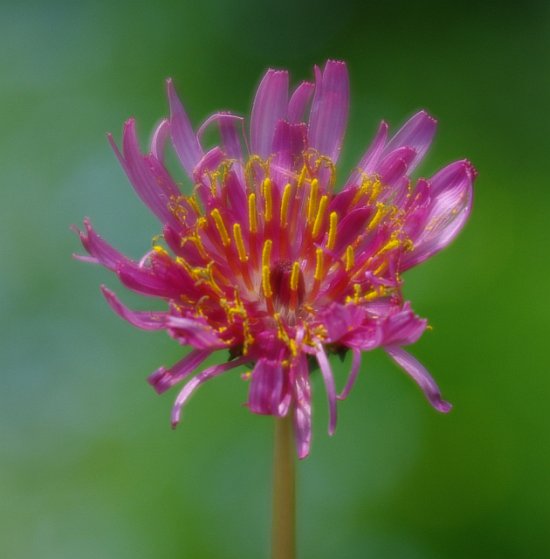 Изображение особи Taraxacum porphyranthum.