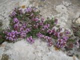 Thymus tauricus. Цветущее растение. Крым, пгт Черноморское, скальный выступ на пустыре. 14.05.2013.