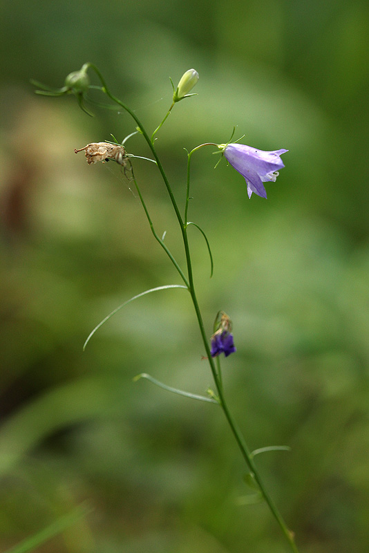 Изображение особи Campanula rotundifolia.