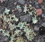Stellaria eschscholtziana