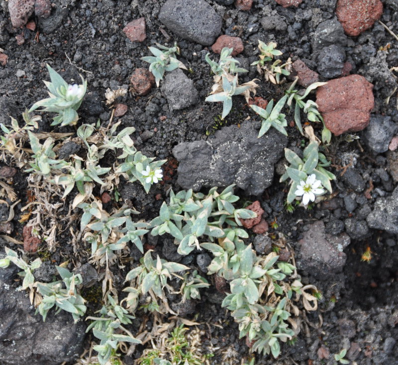 Изображение особи Stellaria eschscholtziana.