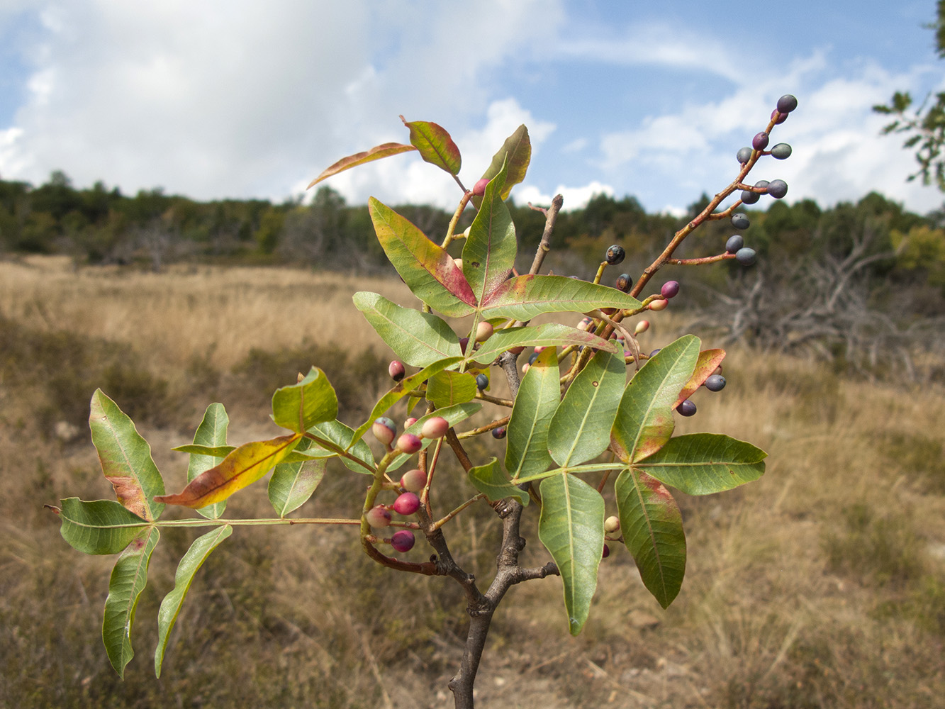 Image of Pistacia mutica specimen.