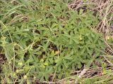 Potentilla sphenophylla. Вегетирующее растение с незрелыми плодами. Черноморское побережье Кавказа, Геленджикский р-н, гора Солдатский Бугор, высота около 500 м н.у.м., луговая степь. 7 мая 2012 г.