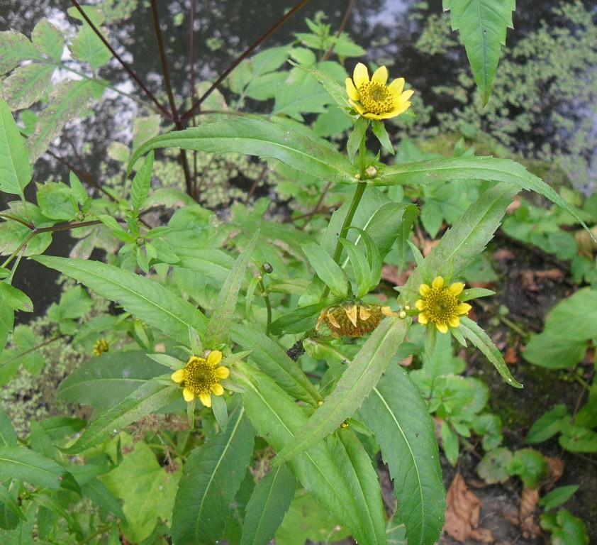 Изображение особи Bidens cernua var. radiata.