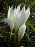 Crocus vallicola