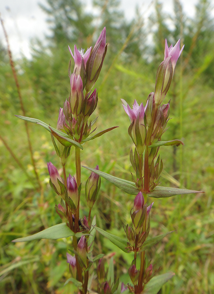 Изображение особи Gentianella acuta.