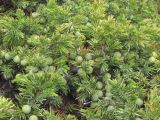 Juniperus hemisphaerica. Ветви с шишкоягодами. Горный Крым, Чатырдаг-Яйла. 16 июня 2014 г.